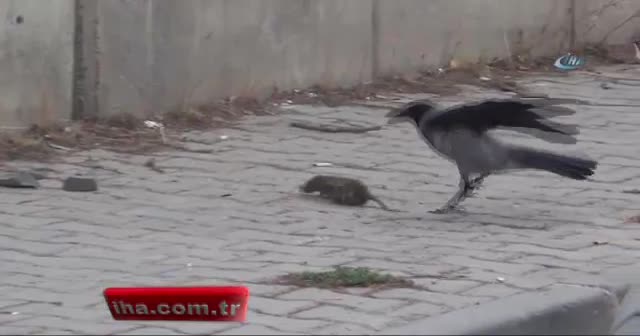 Kargaların fare ile mücadelesi kamerada