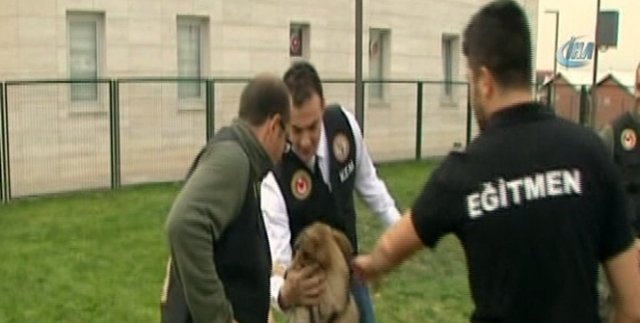 Keskin burunlar görev başında