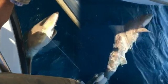 Oltasına 2 metre boyunda köpekbalığı takıldı