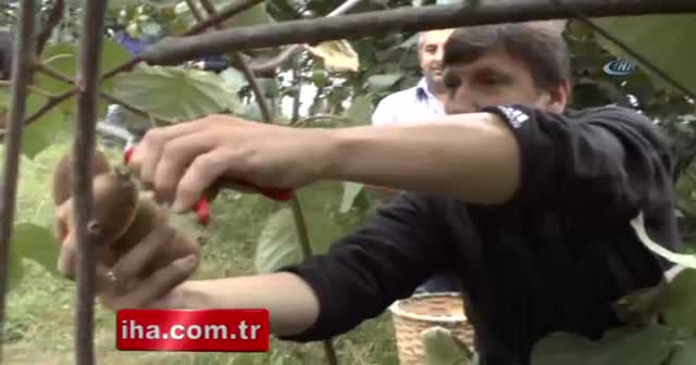 Ordu'da kivi hasadı başladı