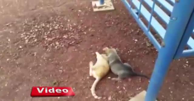 Yavru köpek ile kedinin kıskandıran dostluğu