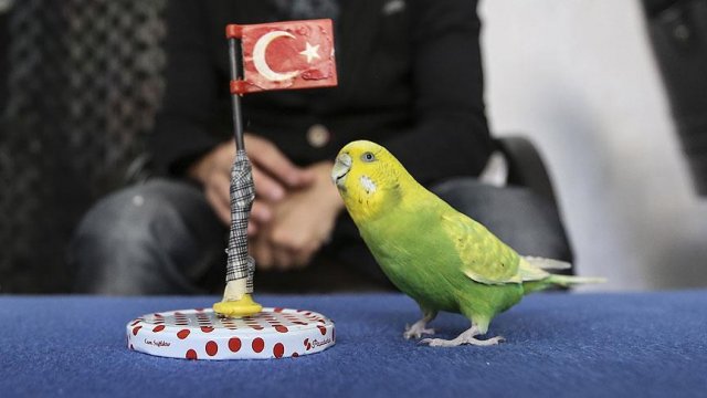 'Limon', yeteneğiyle görenleri şaşırtıyor