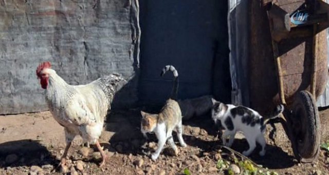 Annesi tarafından terk edilen kedilerin horozla şaşırtan dostluğu