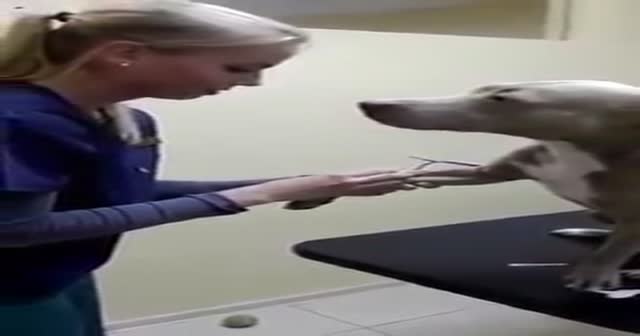 Damar yolu açılması için patisini uzatan cesur köpek