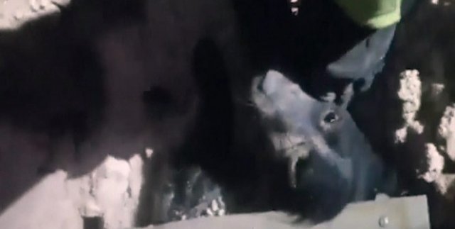 Enkaza gömülen köpek 35 saat sonra canlı çıkarıldı
