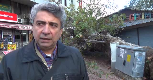 Fırtınaya dayanamayan asırlık çınar iş yerlerinin üzerine devrildi