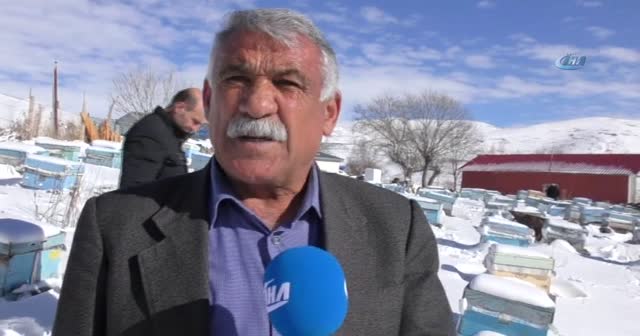 Kar altında kışlatma, arının ömrünü uzatıyor