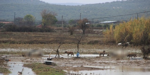 Tarım arazilerini sular bastı, hayvanlar telef oldu
