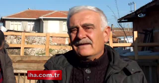 1 metrelik boylarıyla günde 3 kilo süt veriyorlar