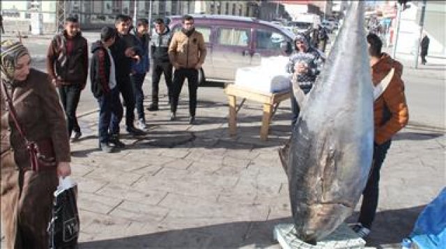 250 kiloluk orkinos balığı