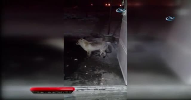 Aç kalan tilki taksi durağını mesken tuttu