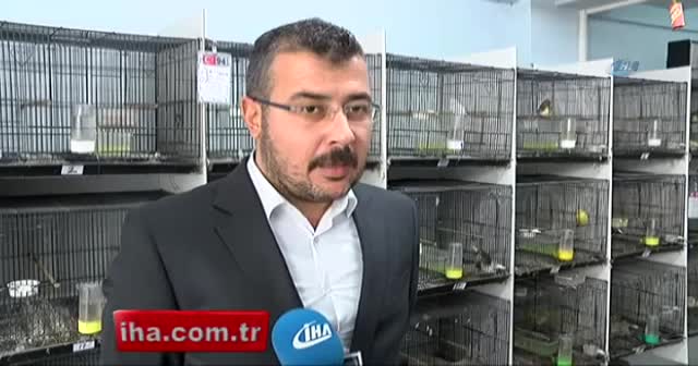Ağır ceza avukatı, stresini beslediği 400 kanaryayla atıyor