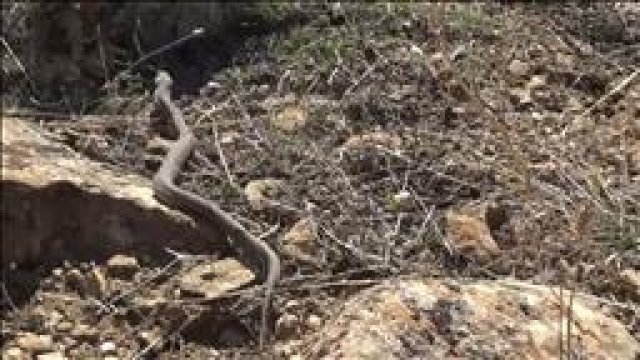 Ağrı Dağı'nda 'Koca engerek' görüntülendi