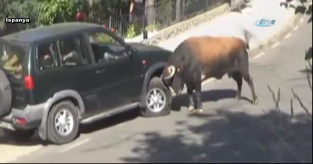 Boğa öfkesini araçtan çıkardı