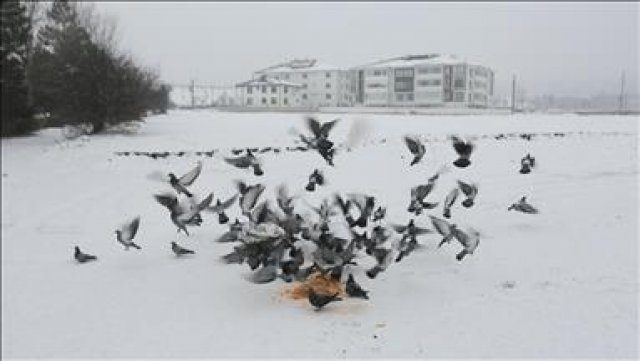 Bolu'da sokak hayvanları unutulmadı