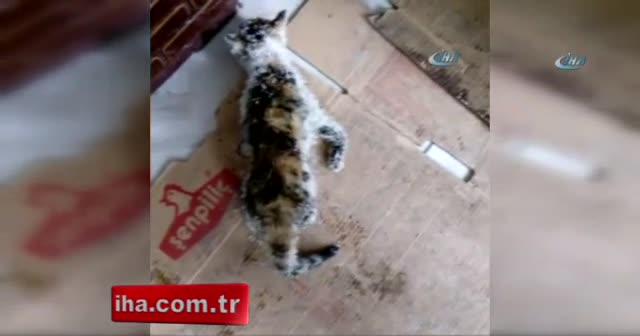 Donmak üzere olan yavru kediyi vatandaş kurtardı