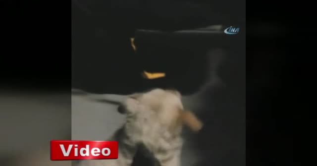 Durakta otobüse binen köpek 10 durak sonra indi