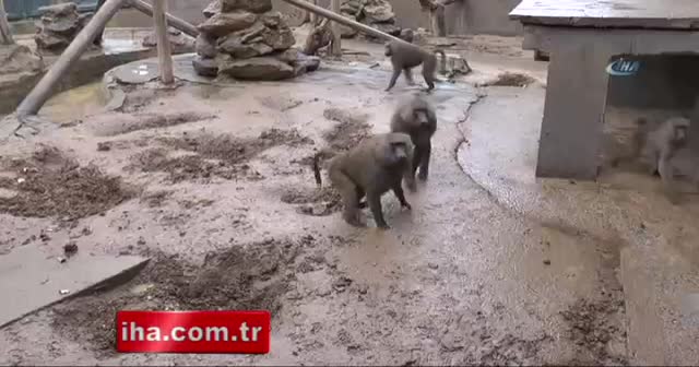 Hayvanat bahçesi sakinlerine yılbaşı hediyesi