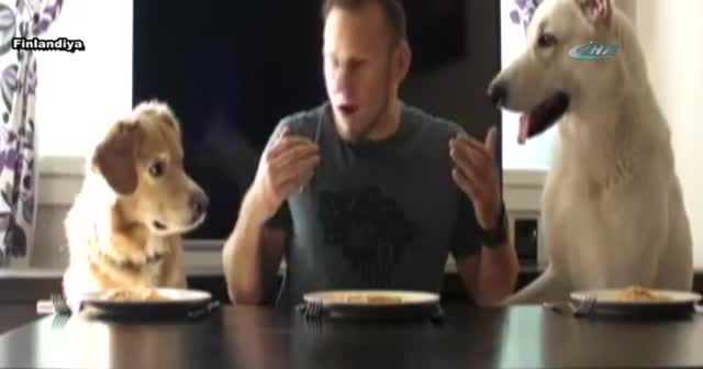 İki köpek ve bir adam spagetti yeme yarışına girerse !