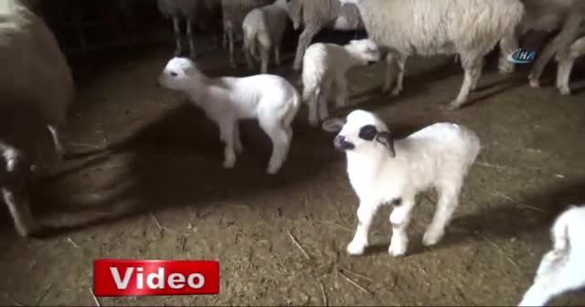 Kadın kılığına giren hırsızlar güvenlik kamerasında
