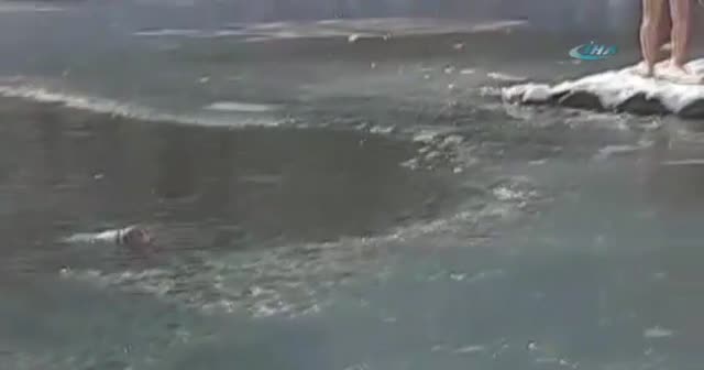 Kahraman adam köpeği böyle kurtardı
