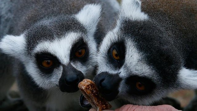 Lemurlara sıcak yuva