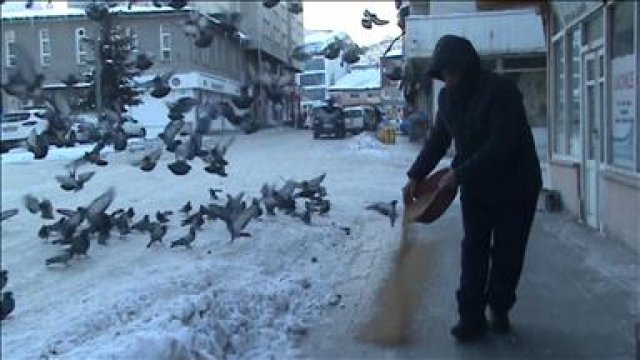 Soğuk havadan etkilenen güvercinler için sokaklara buğday döküyorlar