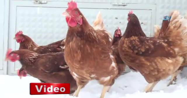Tavuklar kümese giren tilkiyi böyle kovaladı