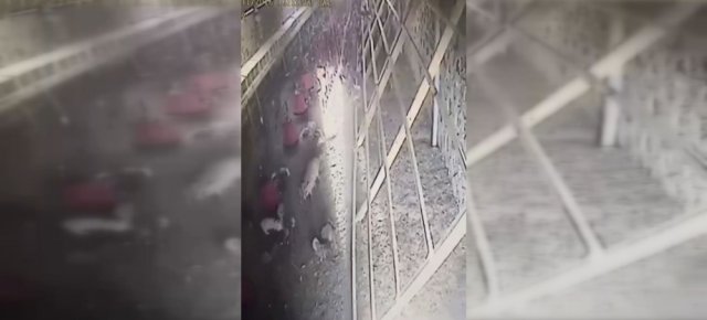 Tavuklar kümese giren tilkiyi kovaladı