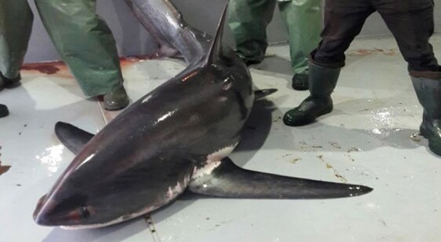 Tekirdağ’da denizden ’jaws’ çıktı
