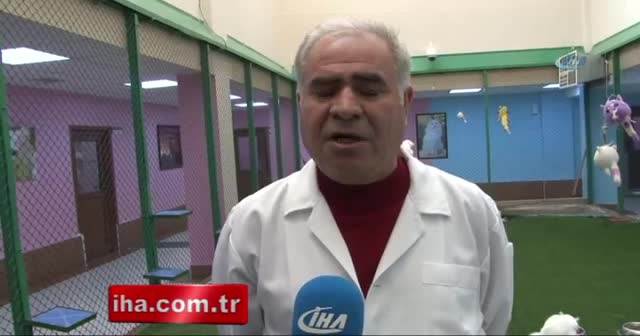 Van kedileri kış güneşinin tadını çıkarttı