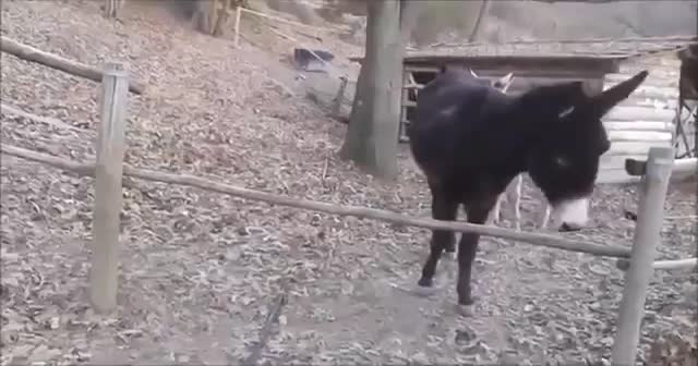 'Akıllı eşek Oreste'nin sosyal medyayı sallayan görüntüleri