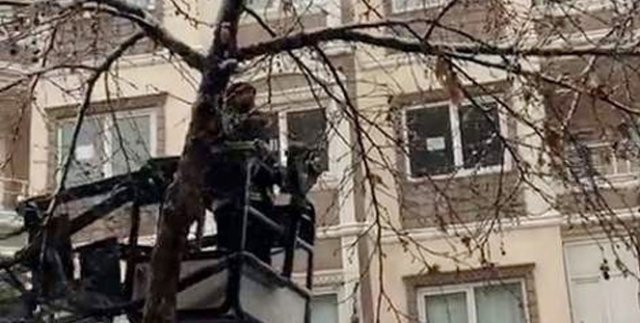 Ağaçta mahsur kalan kedi kurtarıldı