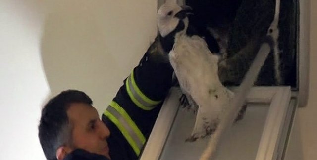 Apartman boşluğuna sıkışan yavru martıyı itfaiye kurtardı