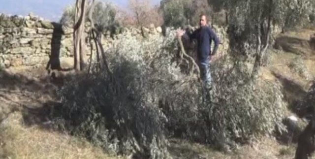 Aydın’da kar felaketi