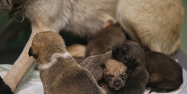Fedakar köpek 9 yavruyu kurtardı