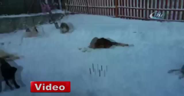 Felçli köpeklerin barınakta karla oynayarak eğlenmeleri yürekleri ısıttı