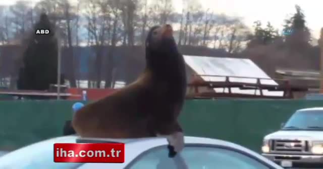 Görenler şok oldu!