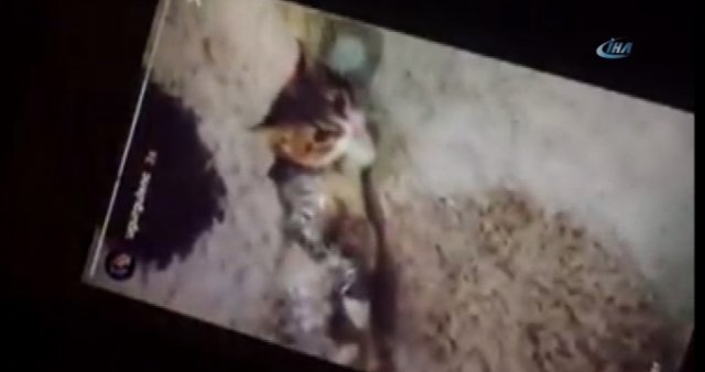 Hayvanseverleri ayağa kaldıran görüntü