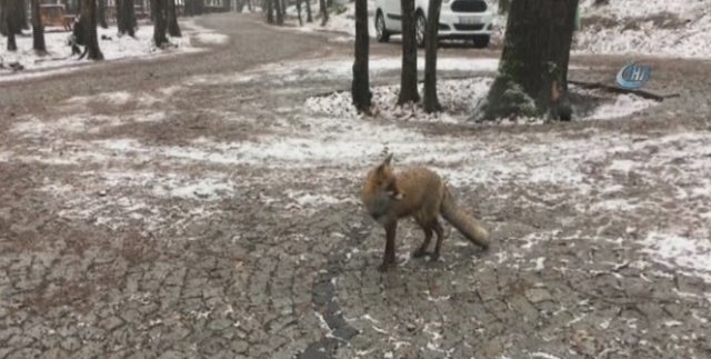 İstanbul'da karda aç kalan tilki vatandaşın arasına indi