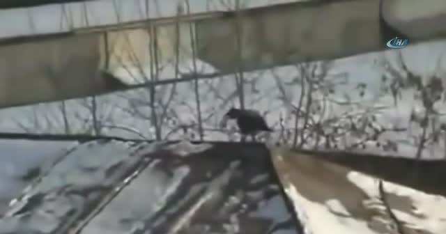 Karga çatıyı oyun parkına çevirdi