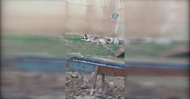 Kedi ile köpeğin kıskandıran dostluğu