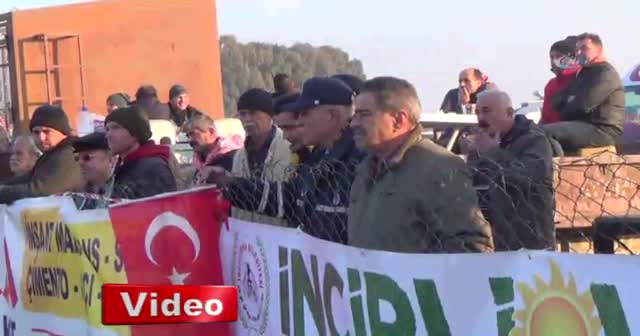 Kıran kırana deve güreşi