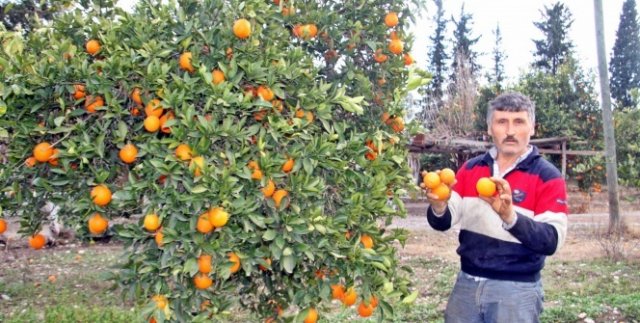 Kışın vazgeçilmezi portakalı don vurdu