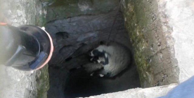 Kuyuya düşen koyun itfaiye tarafından kurtarıldı