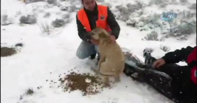 Mama verilen köpeklerin mutluluğu kamerada