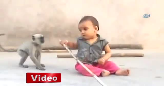 Maymun sadece oynamak istedi ama...
