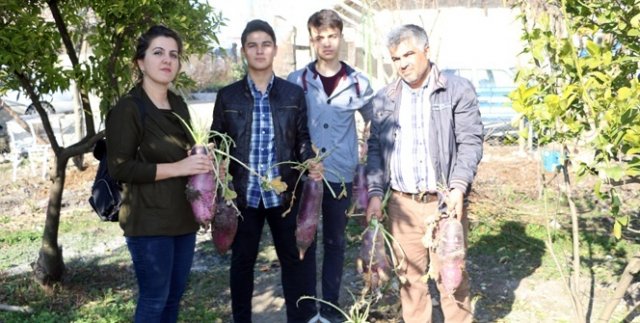 Öğretmenden 6 kiloluk yeni turp çeşidi