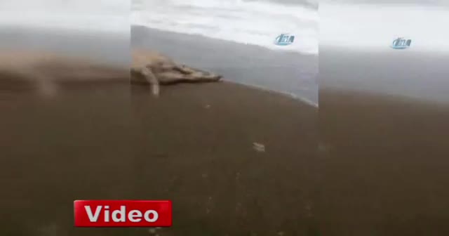 Önce Kastamonu, şimdi de Düzce!