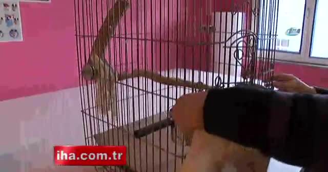 Papağan hırsızı kamerada